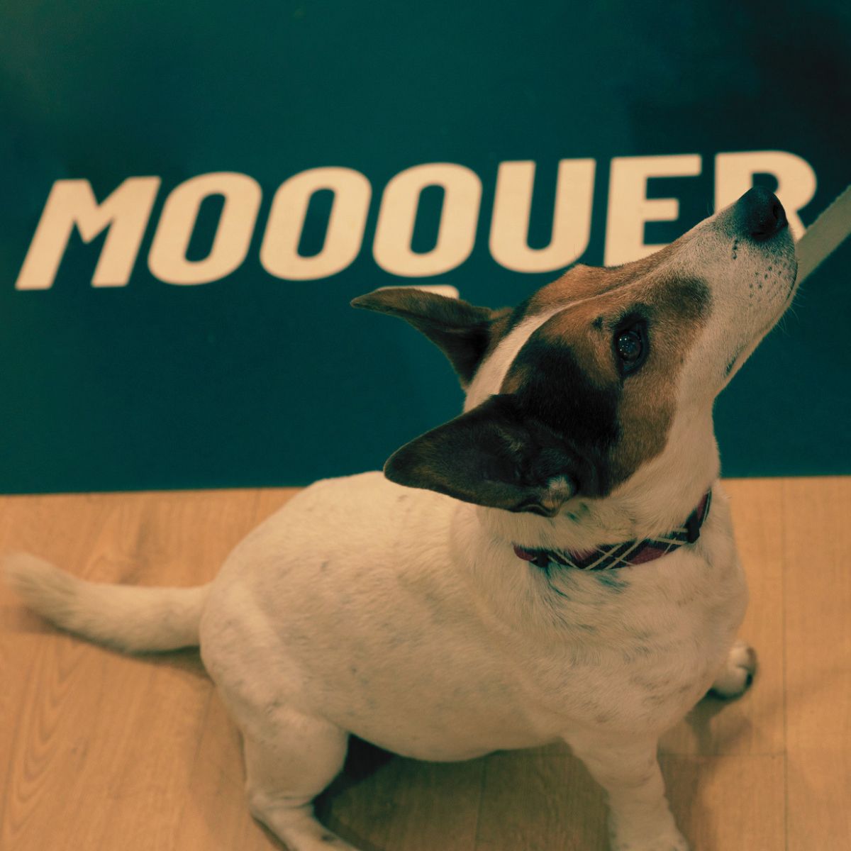 Taco es la mascota oficial del equipo de trail running Mooquer