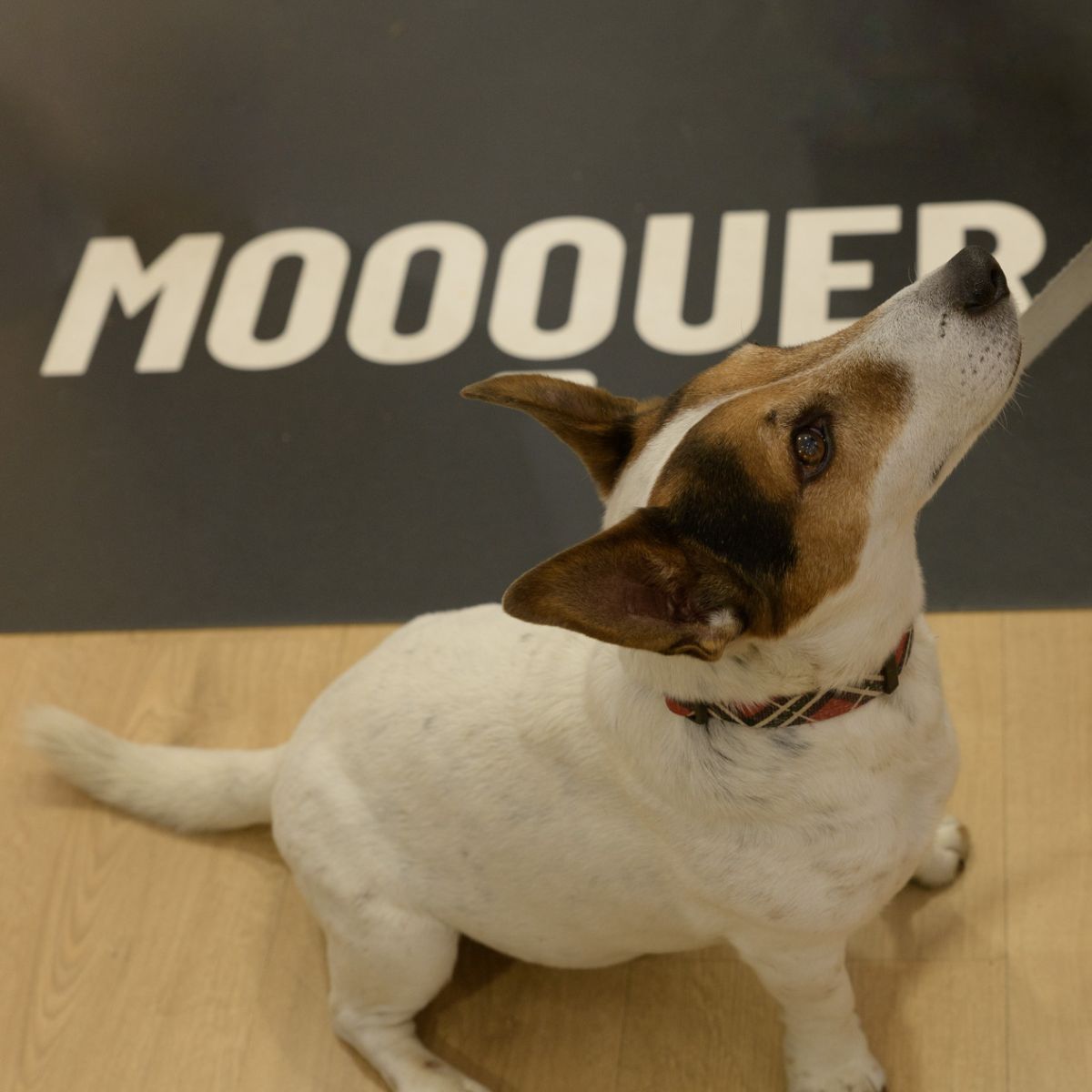 en Mooquer aceptamos mascotas. Puedes venir con tu perro a visitarnos